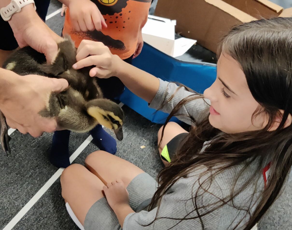 Summer Camp The Curious Little Playhouse